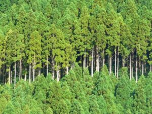 森林環境の保全への取り組み